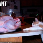 funny pictures cat wants turkey