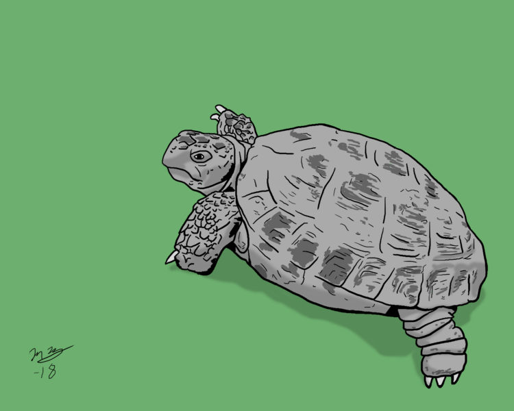 Tortoise Portrait