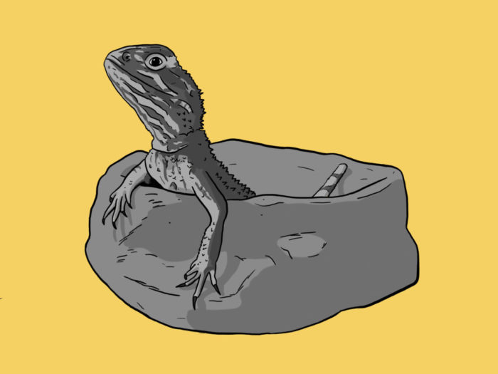lizard portrait